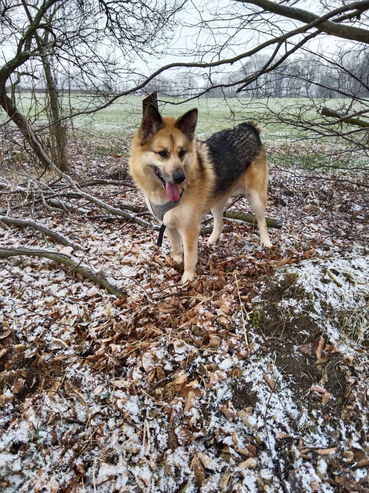Kokos - pies uratowany z mordowni w Wojtyszkach