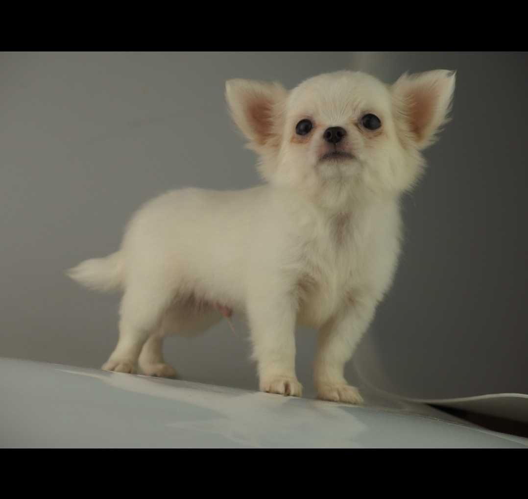 Chihuahua piesek