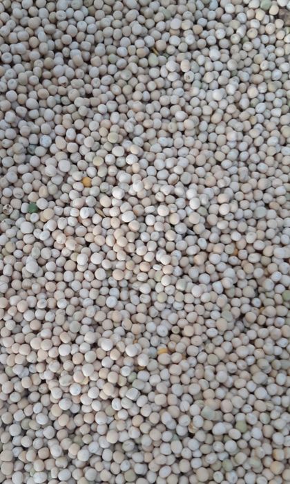 Groch  jary 2025 poplon