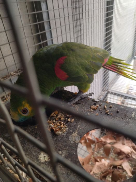 Papagaio  astiva
