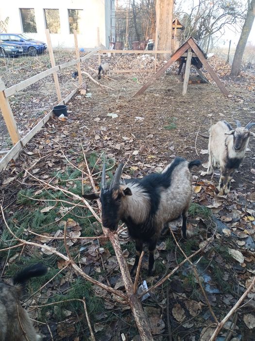 Kozioł cap koziołki kozły