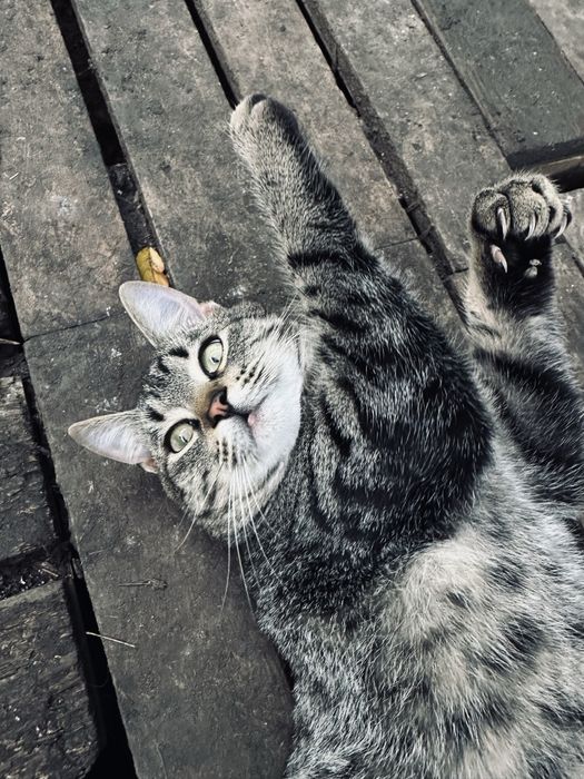 Кошеня сіре тигрятко