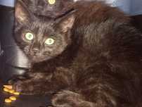 3-miesięczna Vitani poleca się do adopcji