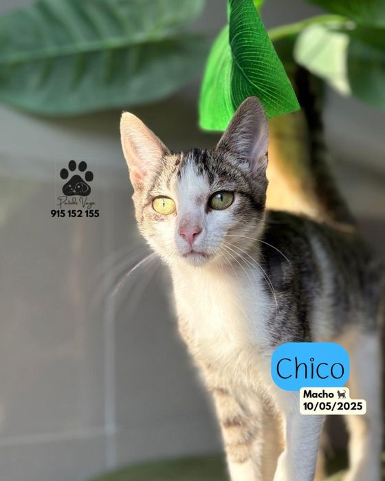 Gatinhos para adocao