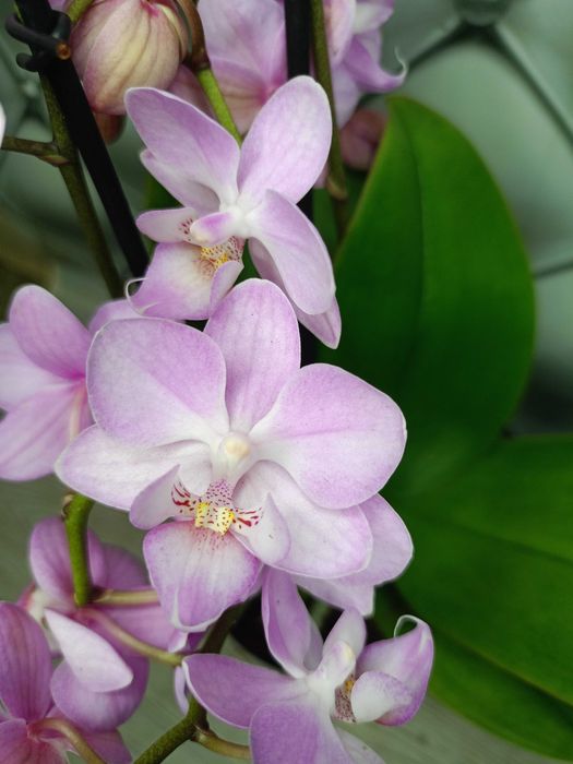 Ніжно рожева мультифлора, пишна на 3 гілочки