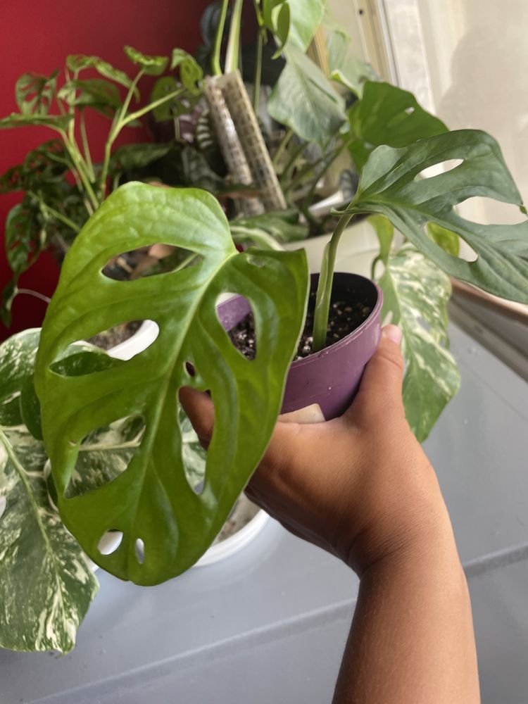 Cuttings monstera adansonii