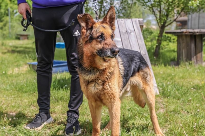 Atlas szuka domku!