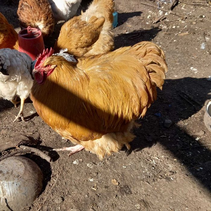 Продаю семью курей