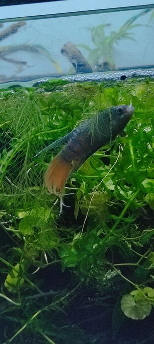 Peixe Paraíso azul casal