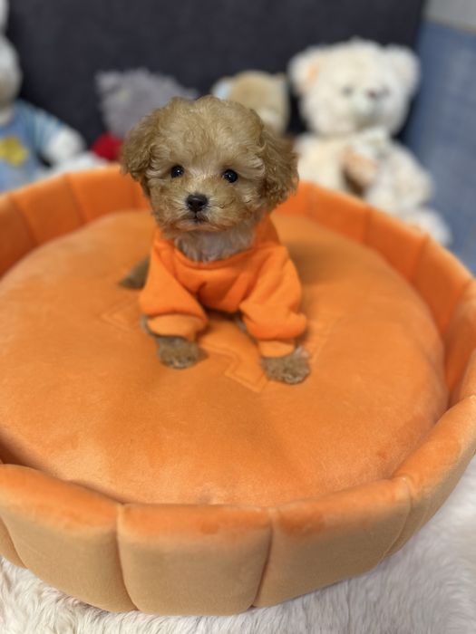 Цуценята той пудель міні