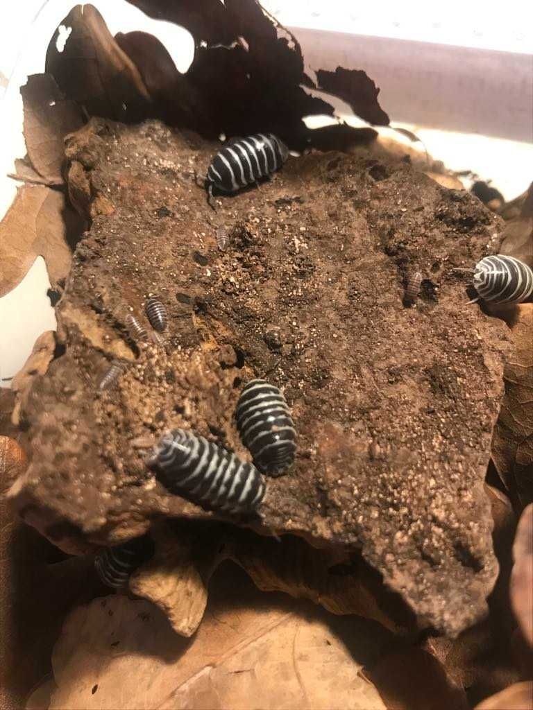 Armadillidium maculatum ,,Zebra" - isopody prosionek ekipa sprzątająca