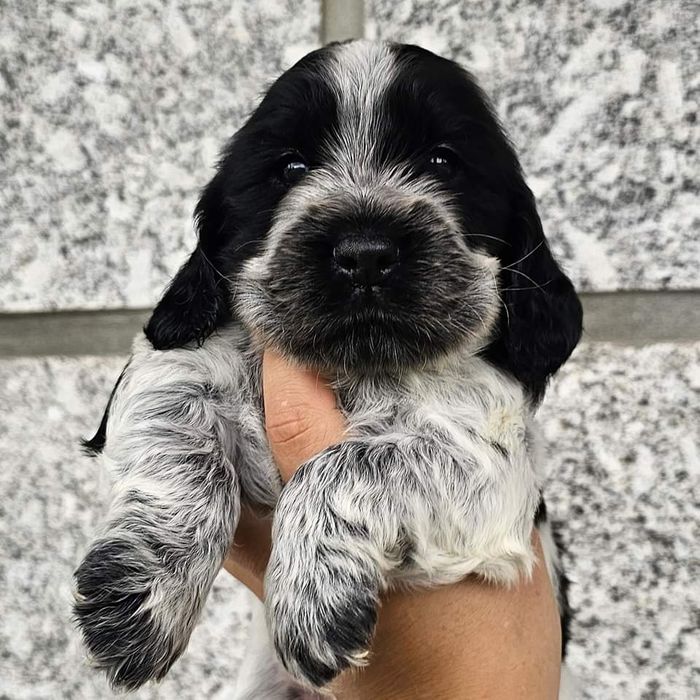Cocker Spaniel Fêmea/Macho