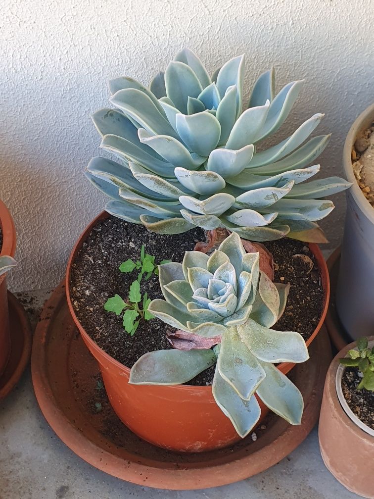 Suculentas Echeveria