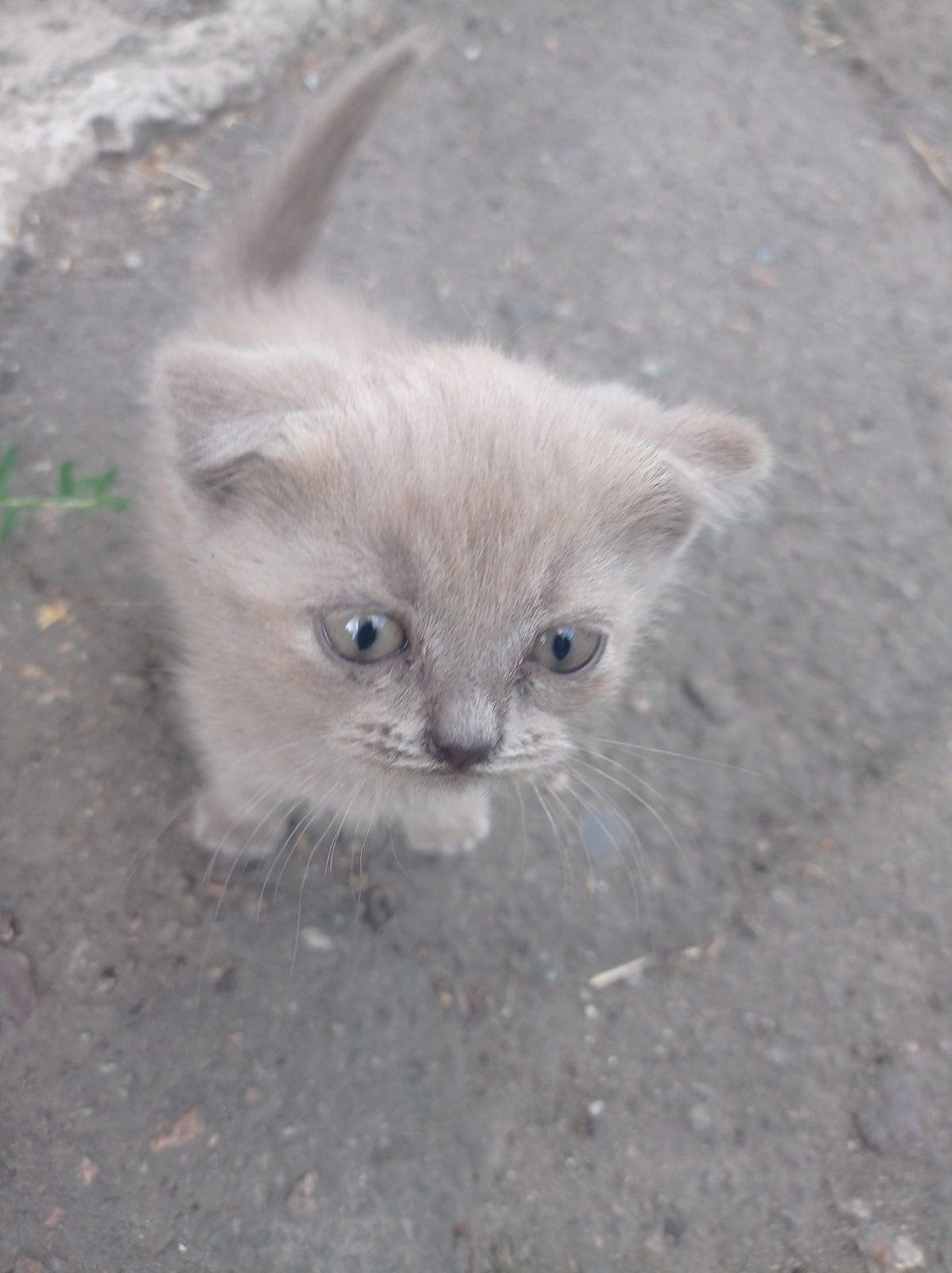 Роздам чудесных котят