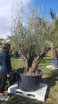 Drzewo oliwne, oliwka Europejska, Olea Europaea