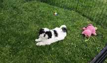 Shih tzu suczka śliczna