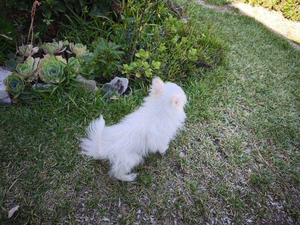 Spitz alemão anão fêmea Lulu da Pomerânia criado em ambiente familiar