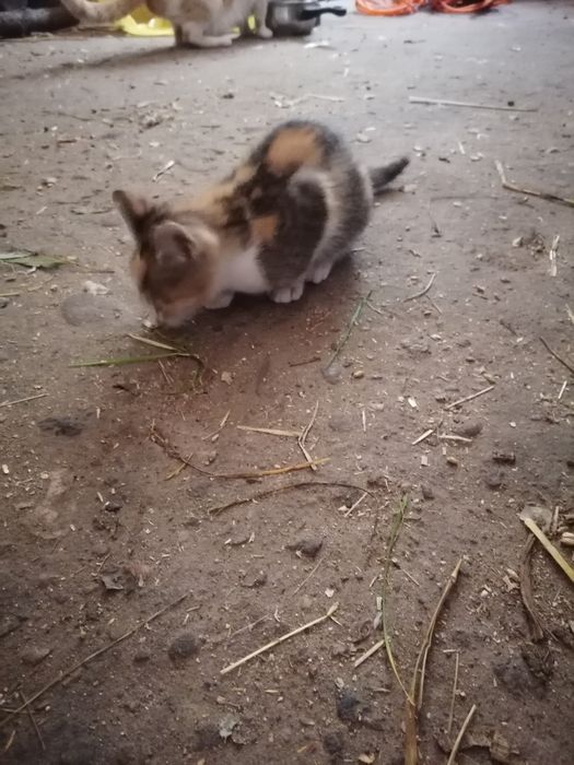 Oddam kotki w dobre ręce