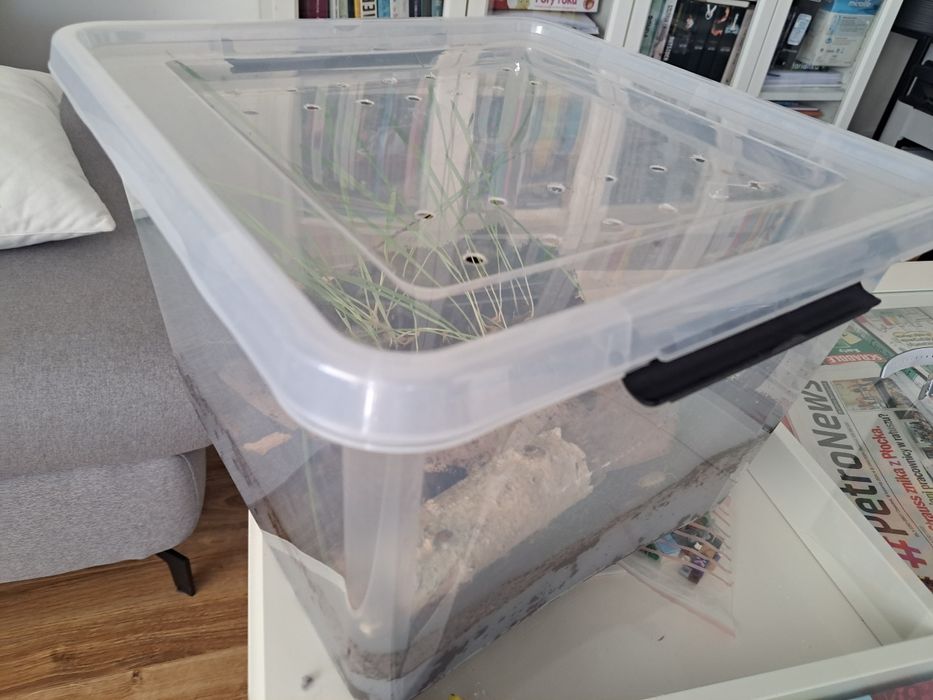 Prosionki + pudło dla ślimaków Achatina