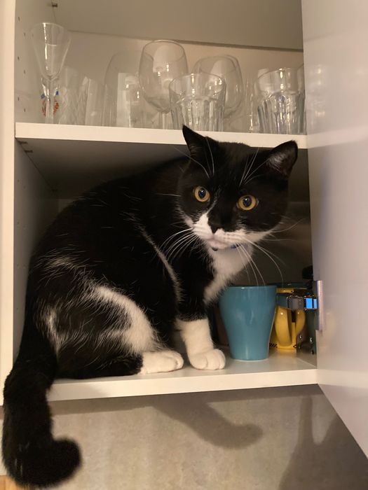 Oddam kota w dobre ręce