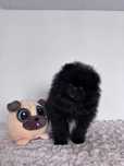 Szpic miniaturowy pomeranian pies