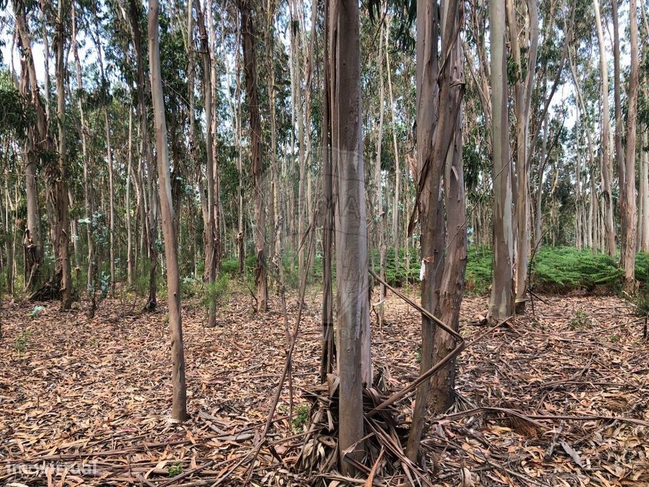 Terreno  para venda