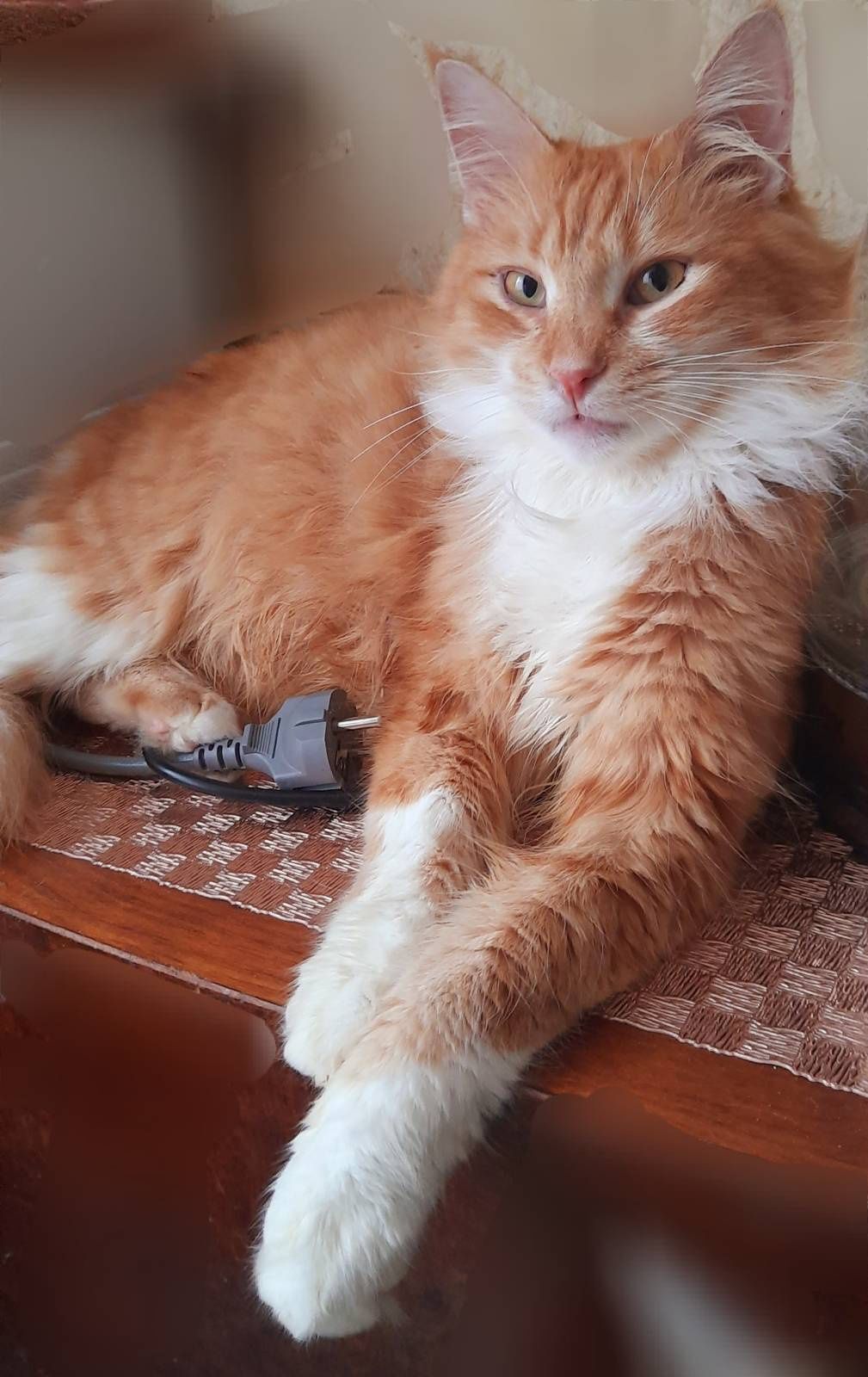 Котята, коты и кошки бесплатно