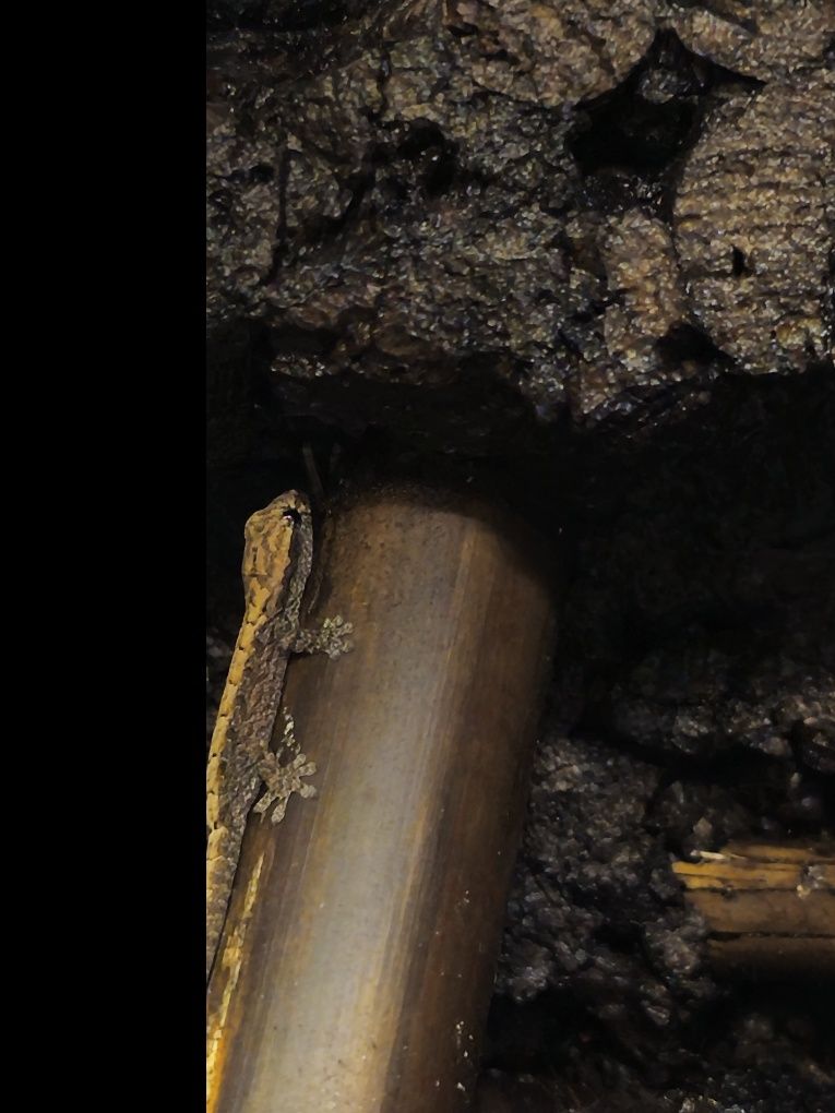 Gekony płaczące młode Lepidodactylus lugubris
lugubris