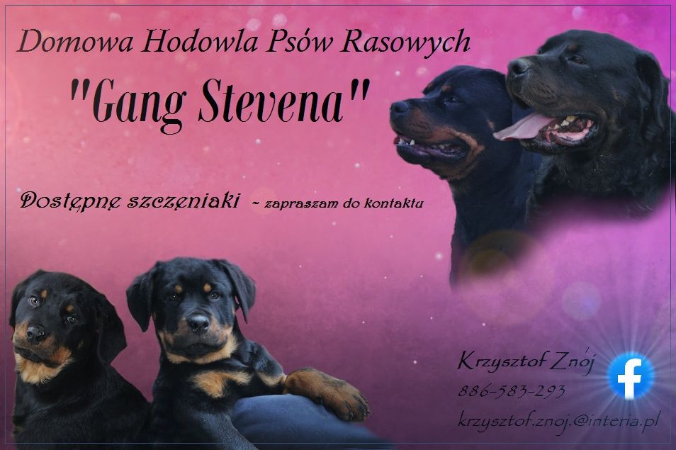 Rottweiler z rodowodem