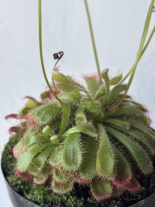 Roślina owadożerna rosiczka Alicji Drosera Aliciae