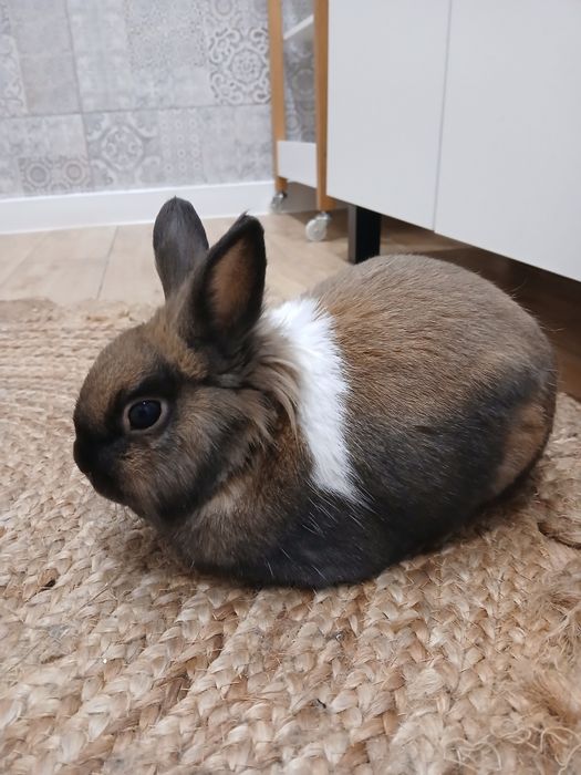Oddam królika 8 letniego