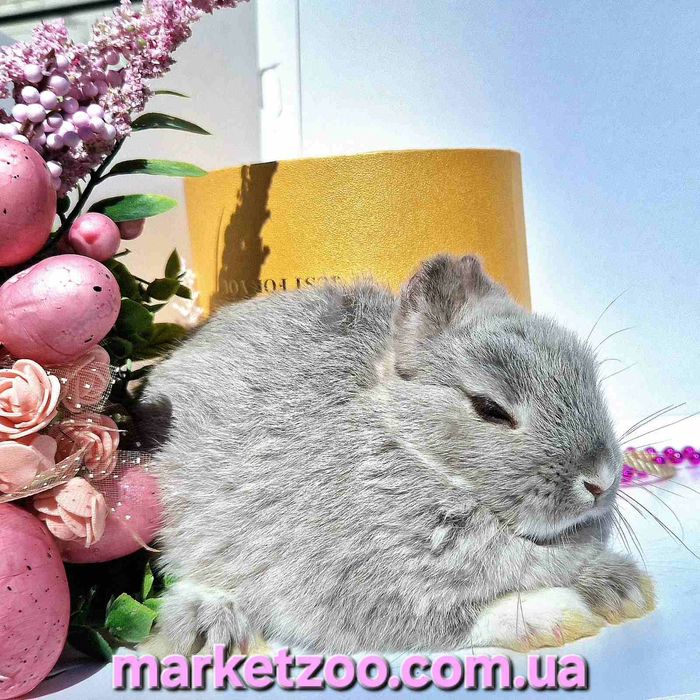 Продається кроленя породи Mini Netherland!