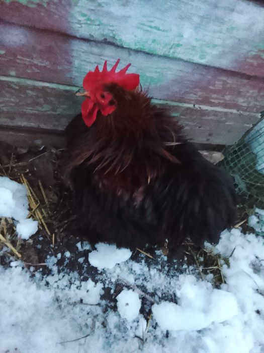 Kogut kochin karzełek lokowany