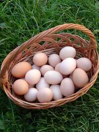 Jaja wiejskie z przydomowej chodowli
