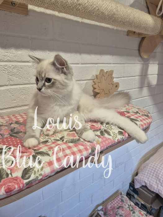 Kot Ragdoll Louis Warszawa FPL Gotowy do odbioru