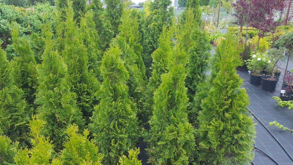 Tuja, thuja, tuje szmaragd kopana z gruntu 150-200cm