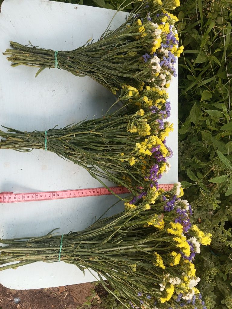 Продам сухоцвіти статицю (кермек), букети