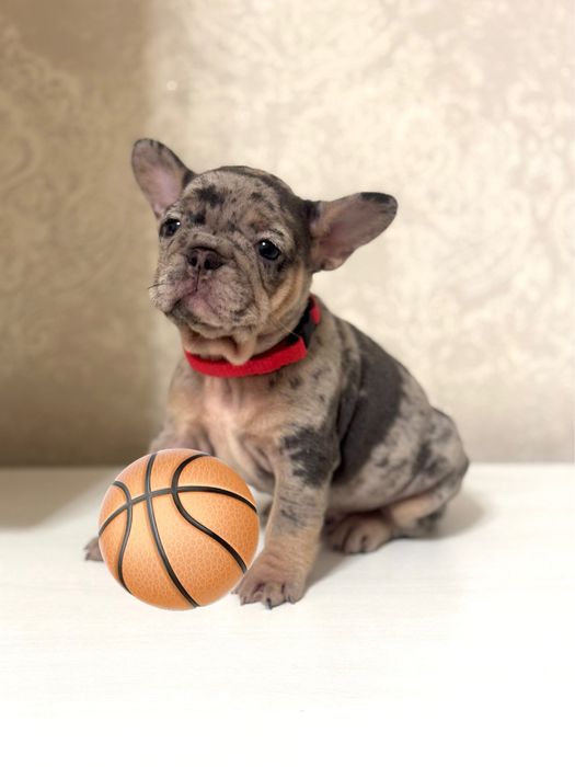 Славні цуценятка бульдожки