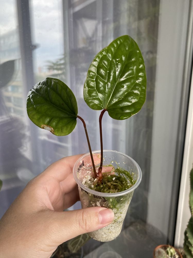 anthurium besseae, radicans, крісталінум