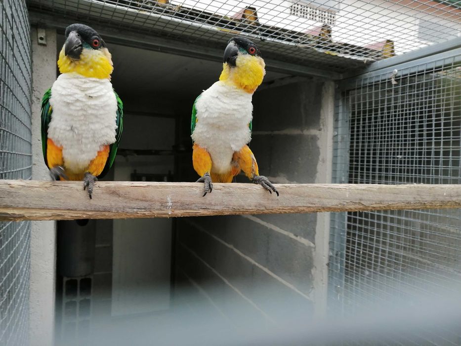 Casal marianinhas de cabeça preta _reprodutores_