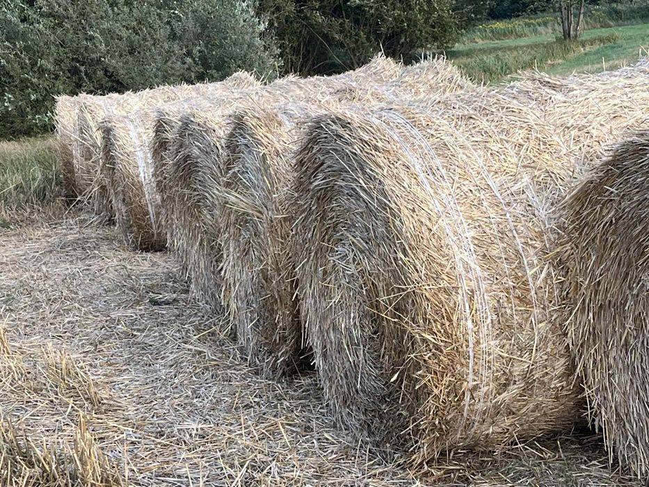 Sprzedam słomę z 29.08.2025