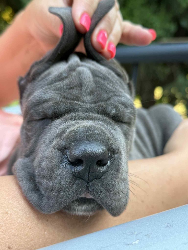 Dog niemiecki błękitny chłopak