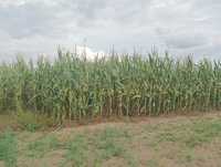 Kukurydza na pniu odmiana na ziarno i kiszonkę