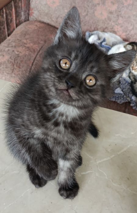 Кошенята мармурові скоріш фолд