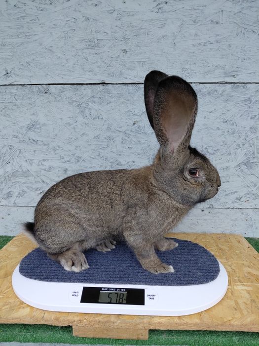 Olbrzym belgijski, króliki, samiec