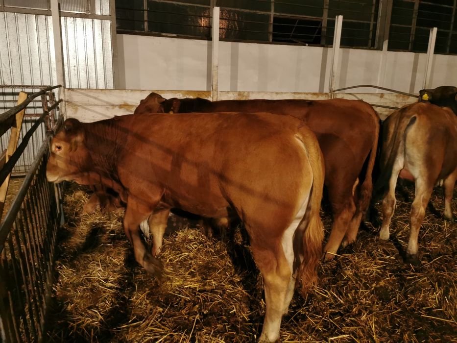 Odsady mięsne limuse Byczki jalowki tanio