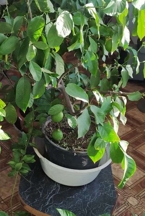 Саженцы лимона Павловского в горшках