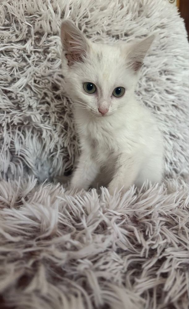 Котики в добрі руки