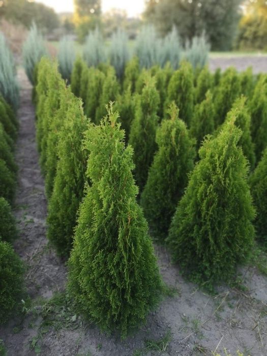 Tuja Szmaragd Thuja szmaragd 130-150cm!!!