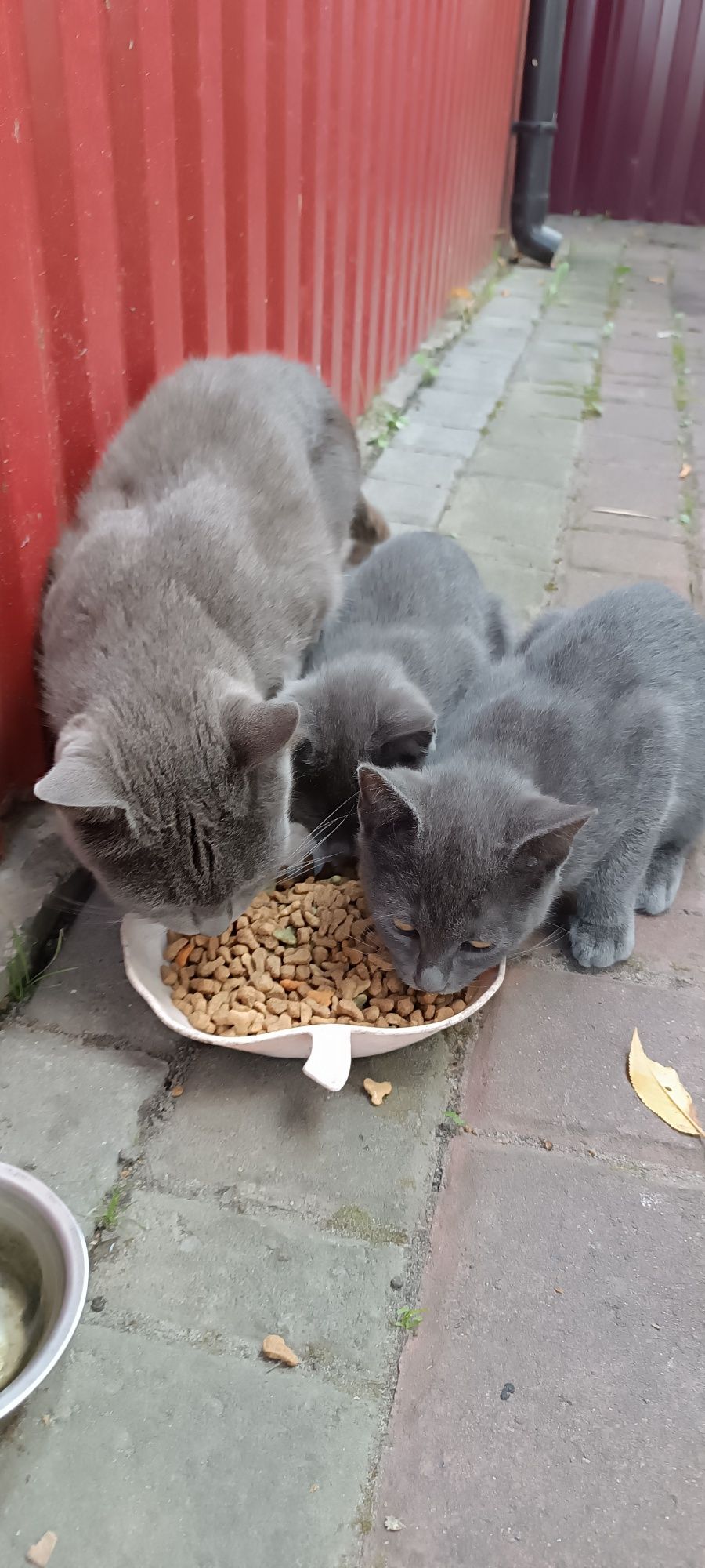 Котики 4 місячні